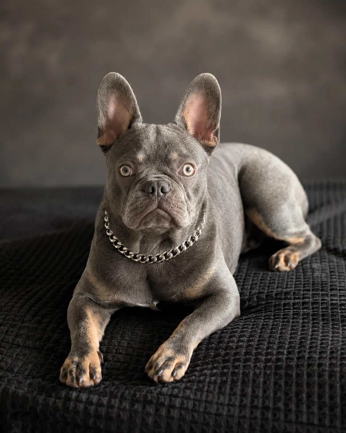 Zeus โ il Bulldog Francese di FrenchieCarePro