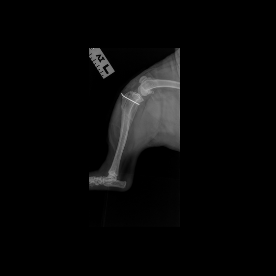 Real radiograph of Zeus's left knee with osteosynthesis material present after tibial tuberosity transposition.