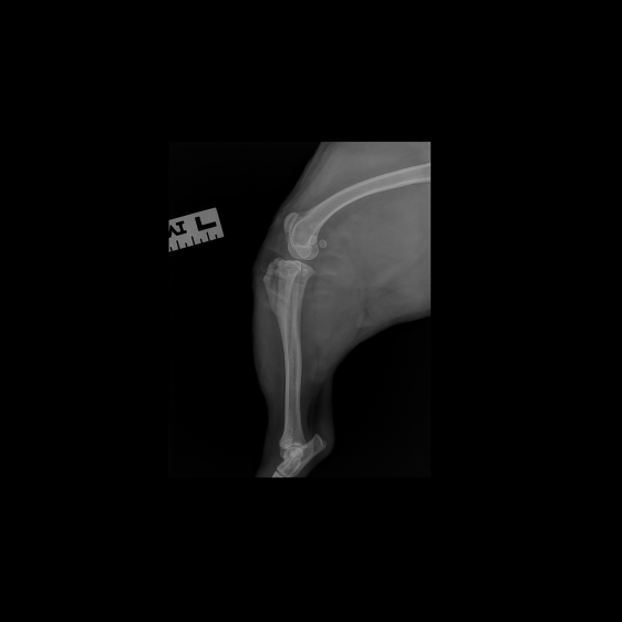 Real radiograph of Zeus's left knee after removal of the osteosynthesis material.